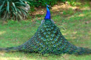 Lokrum-Island-Peacock
